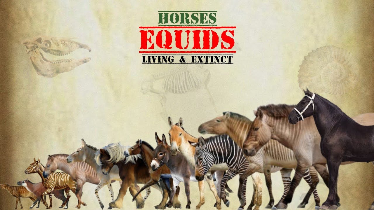 EQUIDS - Size Comparison, All Species.