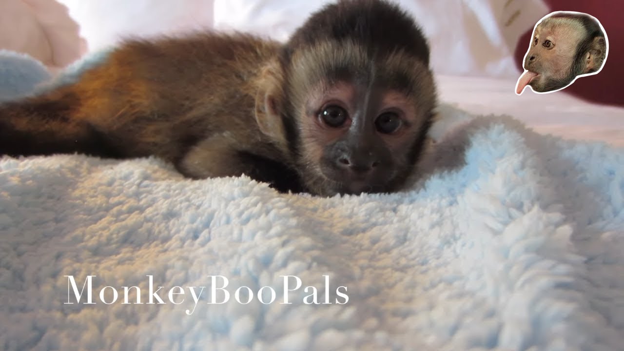 Capuchin Monkey Baby (up close)