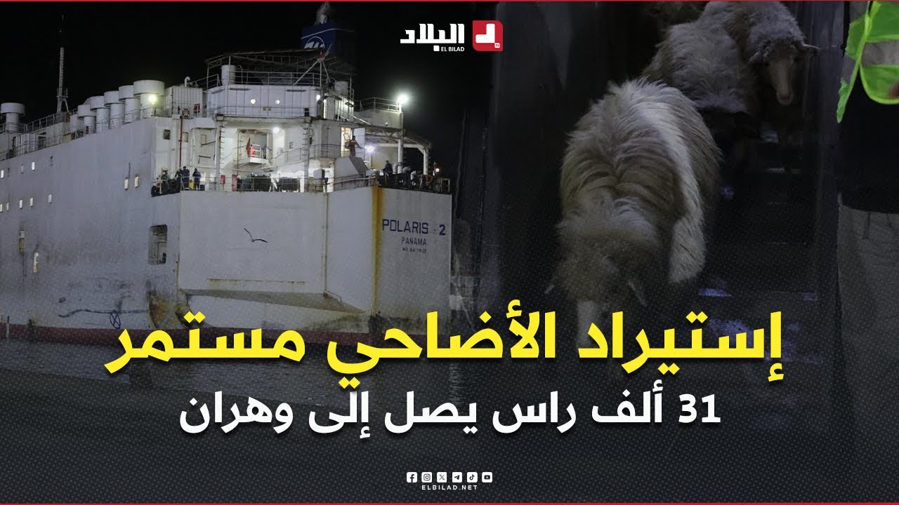 إستيراد الأضاحي مستمر .. ثاني شحنة أغنام تصل إلى ميناء #وهران