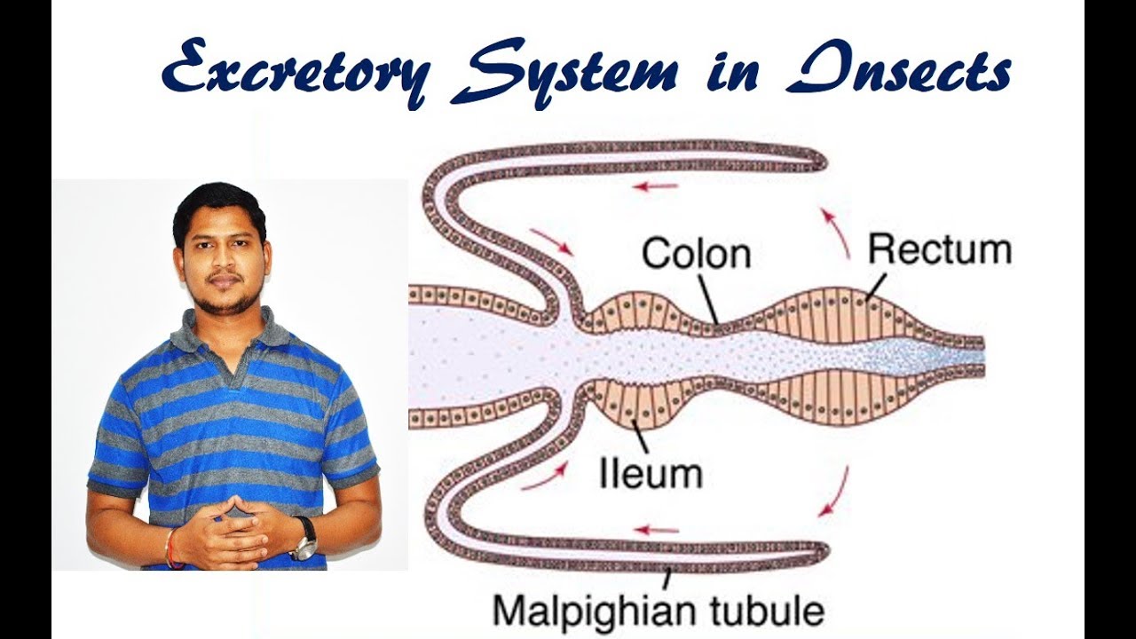 Lecture 11: Excretory  system in insects.