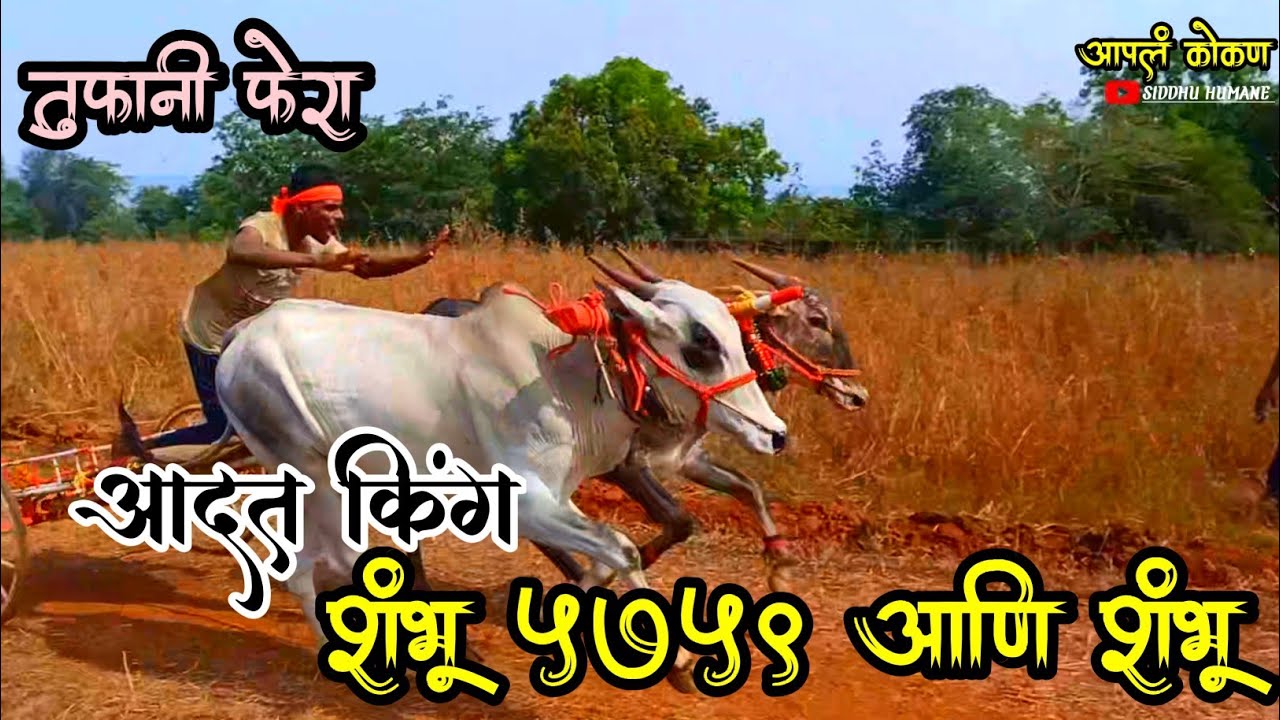 शंभू आणि शंभू 5759|गाडी ड्रायव्हर:- ओंकार (रामू) हुमणे| नाद बैलगाडा|आपलं कोकण|apal kokan #bailgada