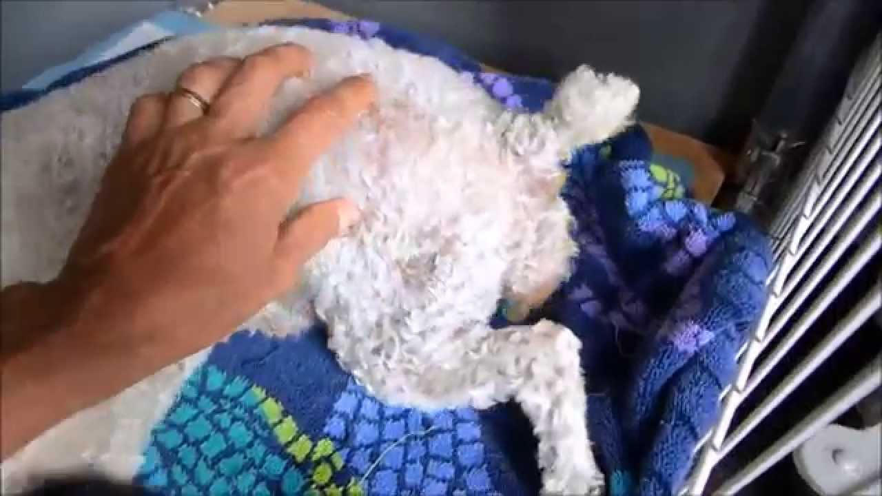My First Delivery - 5 kiddos!!!! Toy Poodle - Maltipoo puppies!