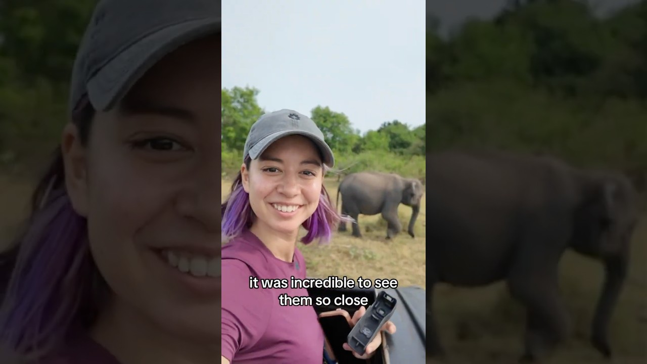 Going on Safari in Minneriya National Park