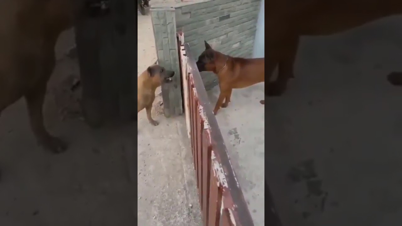 Dogs bark through gate but quickly back down when it opens