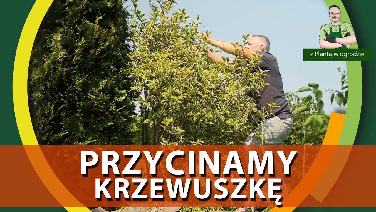 Jak przycinać krzewuszkę - Z PLANTĄ W OGRODZIE