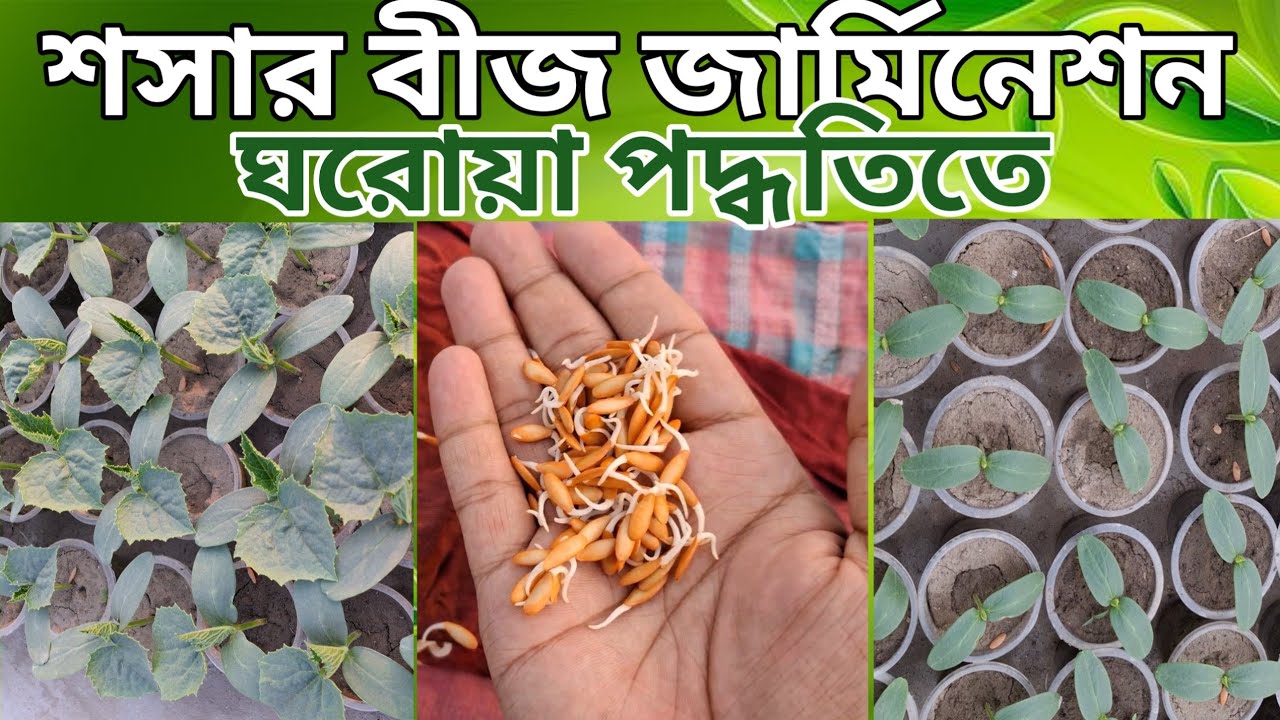 শসার বীজ জার্মিনেশন এর সবচাইতে সহজ পদ্ধতি। সহজ পদ্ধতিতে শসার বীজ থেকে চারা তৈরি করুন।