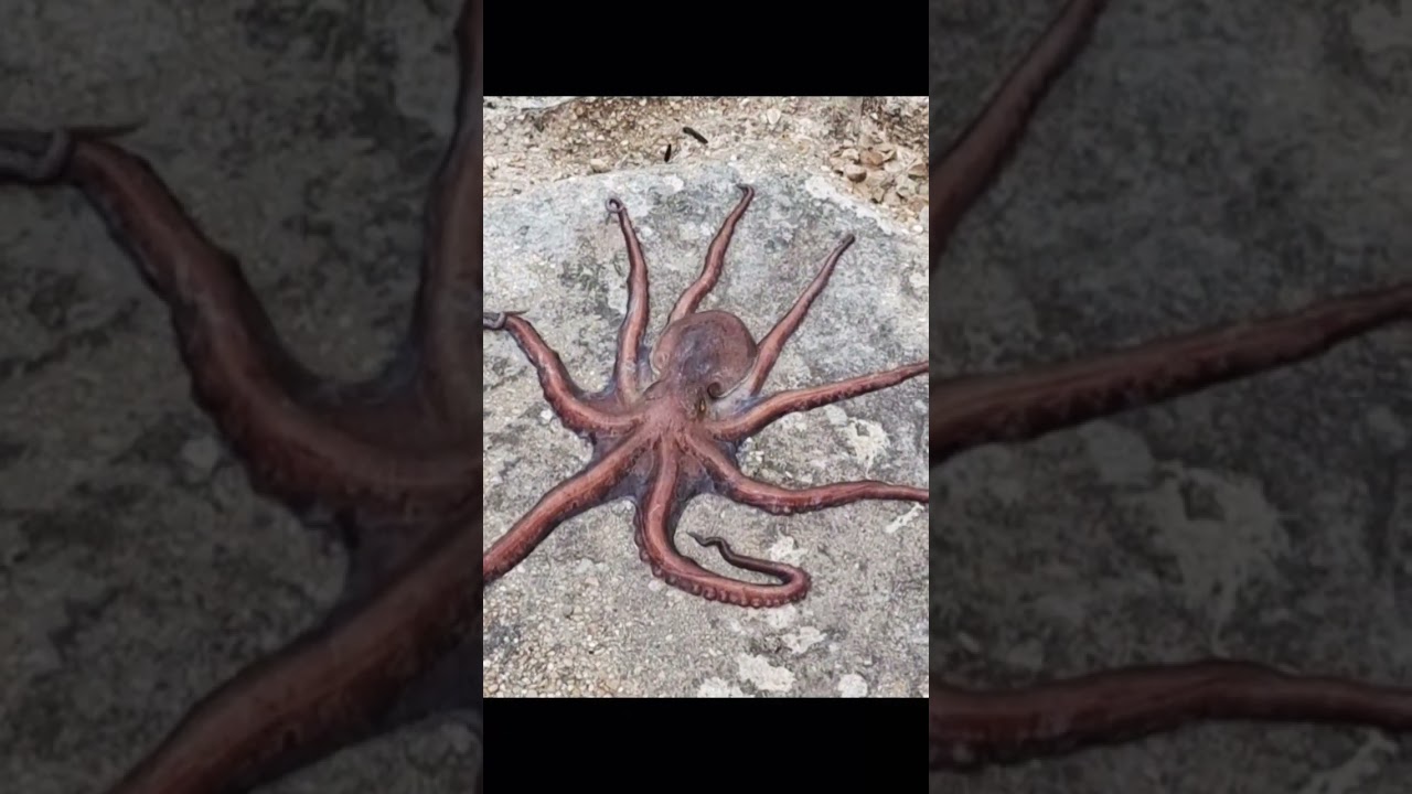 Octopus#sea #cute #animals #nature #iran