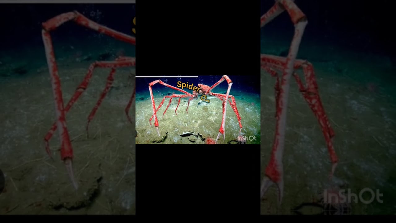 Spider Crab 🦀 compared to humans::: enjoy the video 