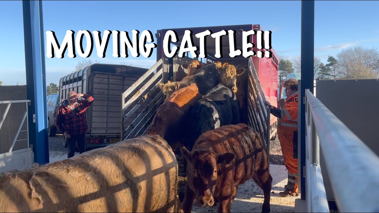 ONTO THE NEXT SHED!!