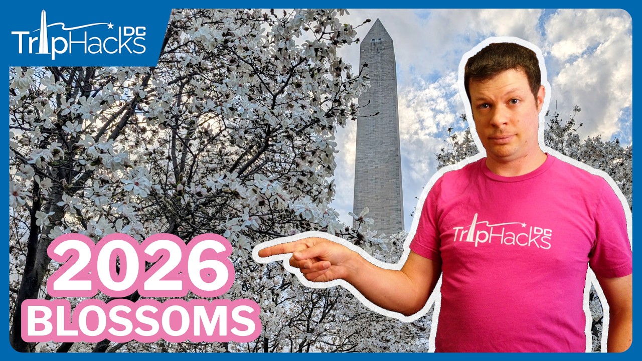 Сезон цветения сакуры в Вашингтоне, округ Колумбия, 2026 год 🌸Важная информация!