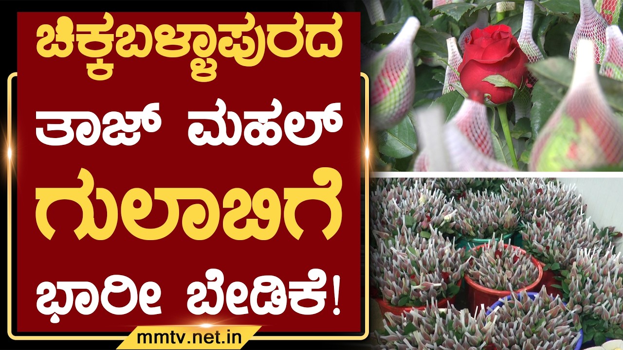 ಚಿಕ್ಕಬಳ್ಳಾಪುರದ ತಾಜ್ ಮಹಲ್ ಗುಲಾಬಿಗೆ ಭಾರೀ ಬೇಡಿಕೆ ! | ಚಿಕ್ಕಬಳ್ಳಾಪುರ @MMTV-News 13-02-2026