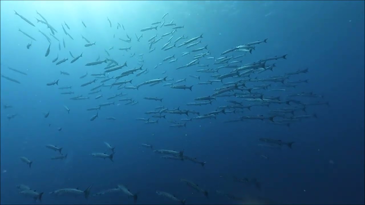 野原曽根ノーマンタ