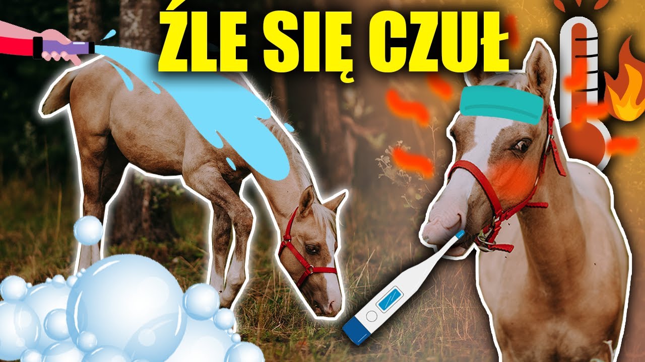 PIERWSZA KĄPIEL ŹREBAKA 😱 - SERNIK ŹLE ZNOSI UPAŁY ... #DAILY VLOG
