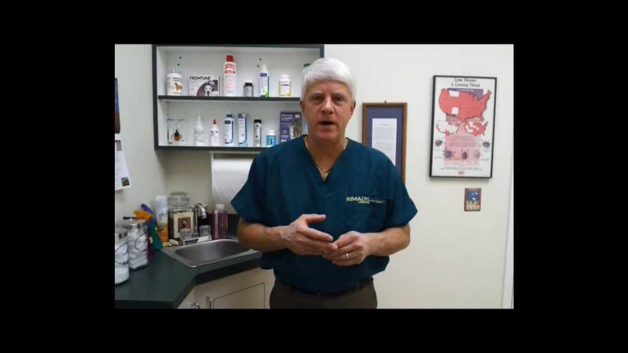 Pet Tips - Arthritis Treatment - Dogs and Cats