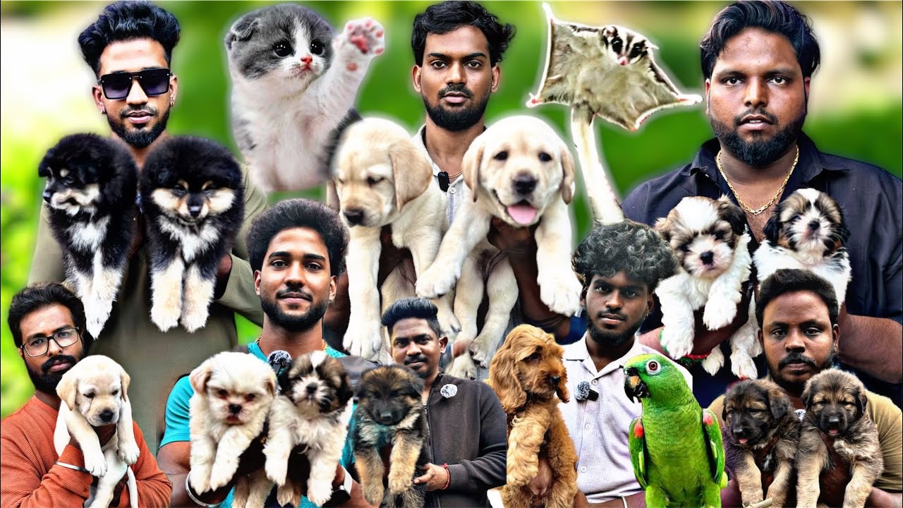 Pets vlog Chennai Mannadi Market 2026 | Broadway pets Market 