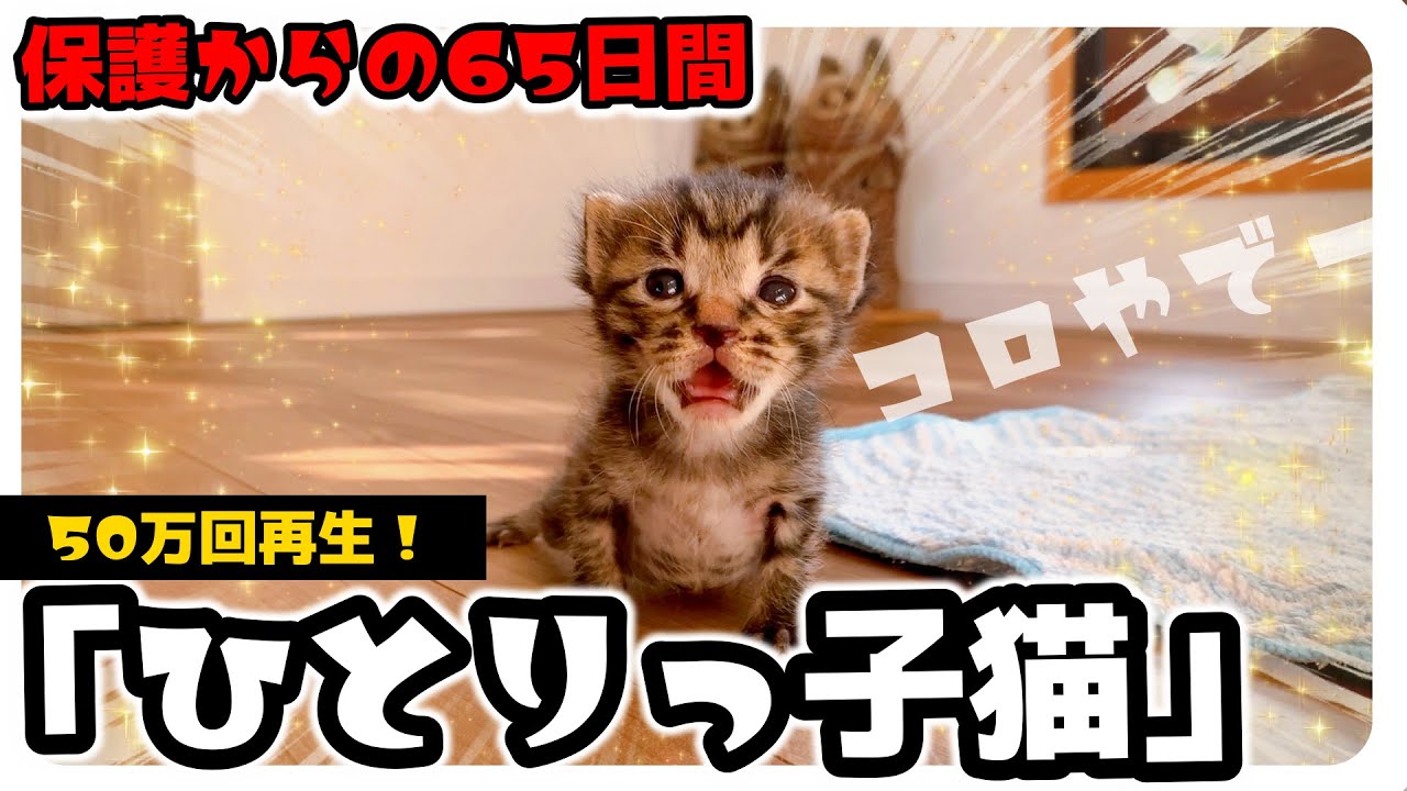 ひとりっ子猫。保護０日目～約2か月の軌跡。はじめてのミルク・シャンプー・離乳食などなど新しい家族が決まるまで★〈保護猫〉～Kitten growth record～