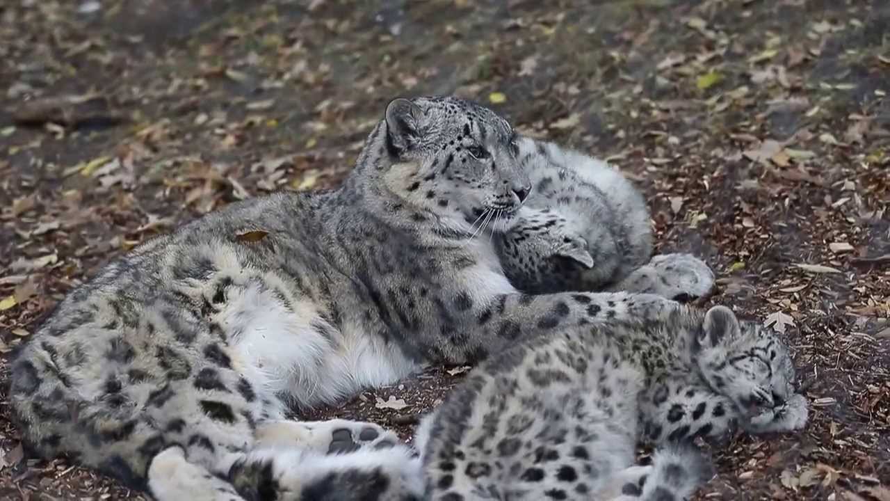 Snow Leopard Kittens and Mom
