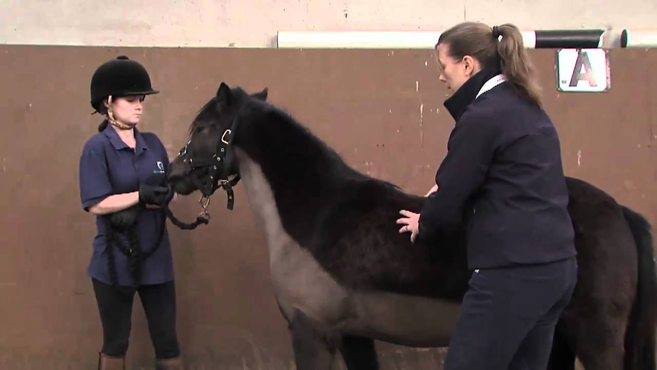 How to fat score a horse