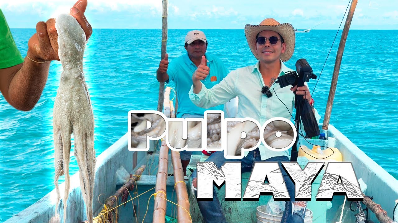COSECHA DE PULPO MAYA El más valorado a nivel mundial Riqueza Yucateca