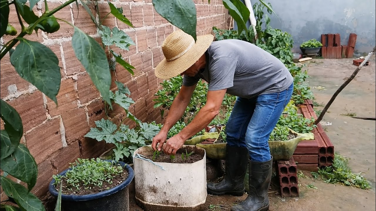 COMO PLANTAR COENTRO PRA FICAR ASSIM 