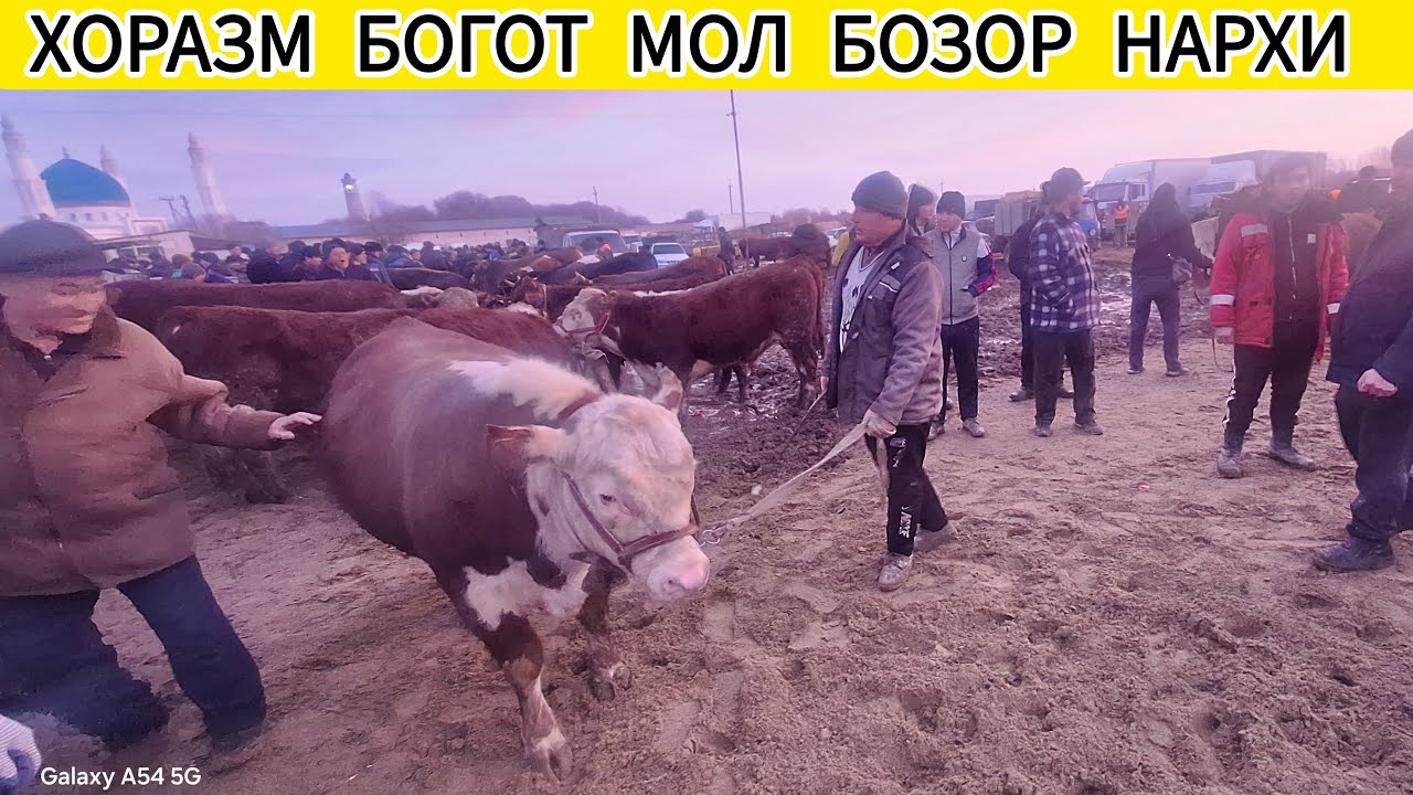 ХОРАЗМ БОГОТ МОЛ БОЗОРИ ЯНГИ НАРХИ 18-ФЕВРАЛ 2026-ЙИЛ