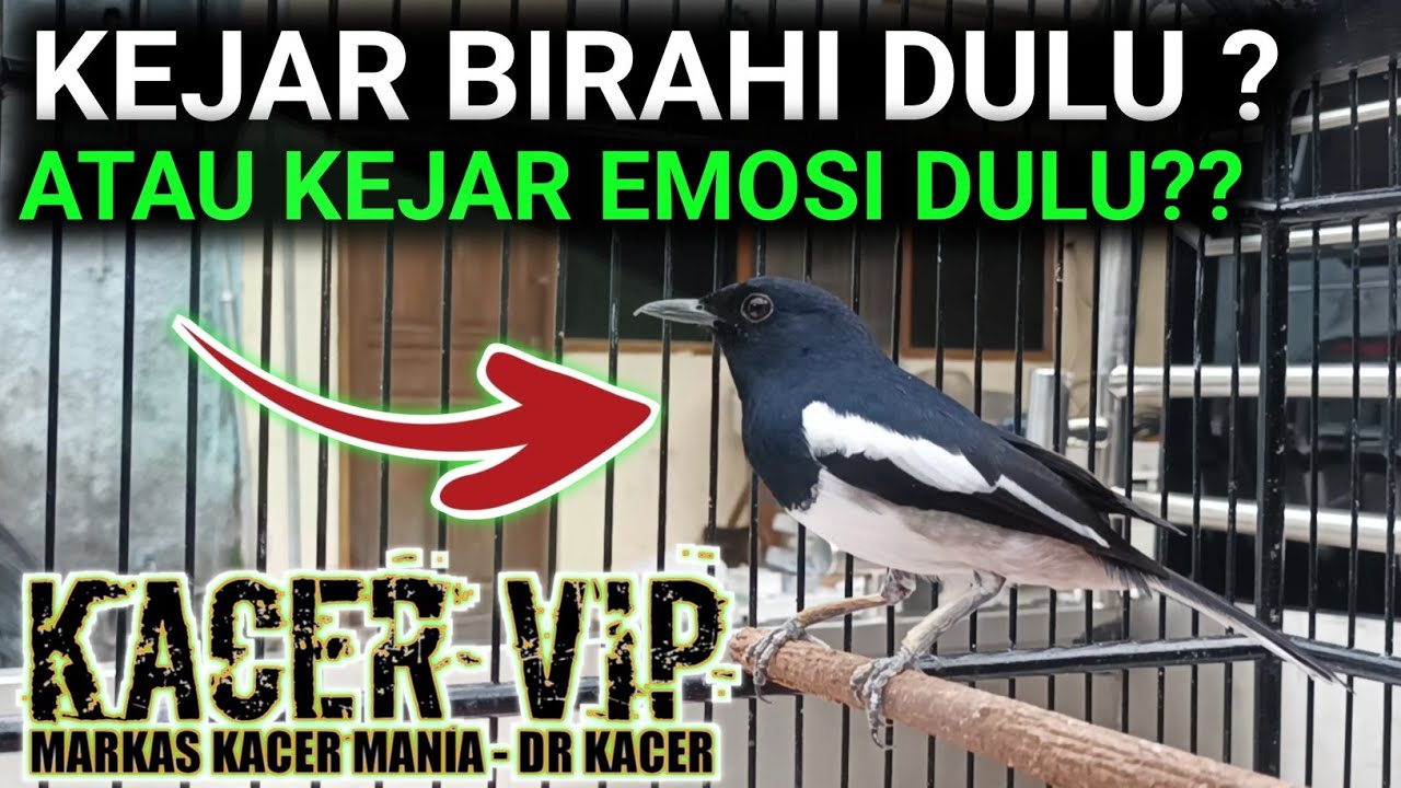KEJAR BIRAHI DULU ? ATAU KEJAR EMOSI DULU ? DR KACER TERBARU