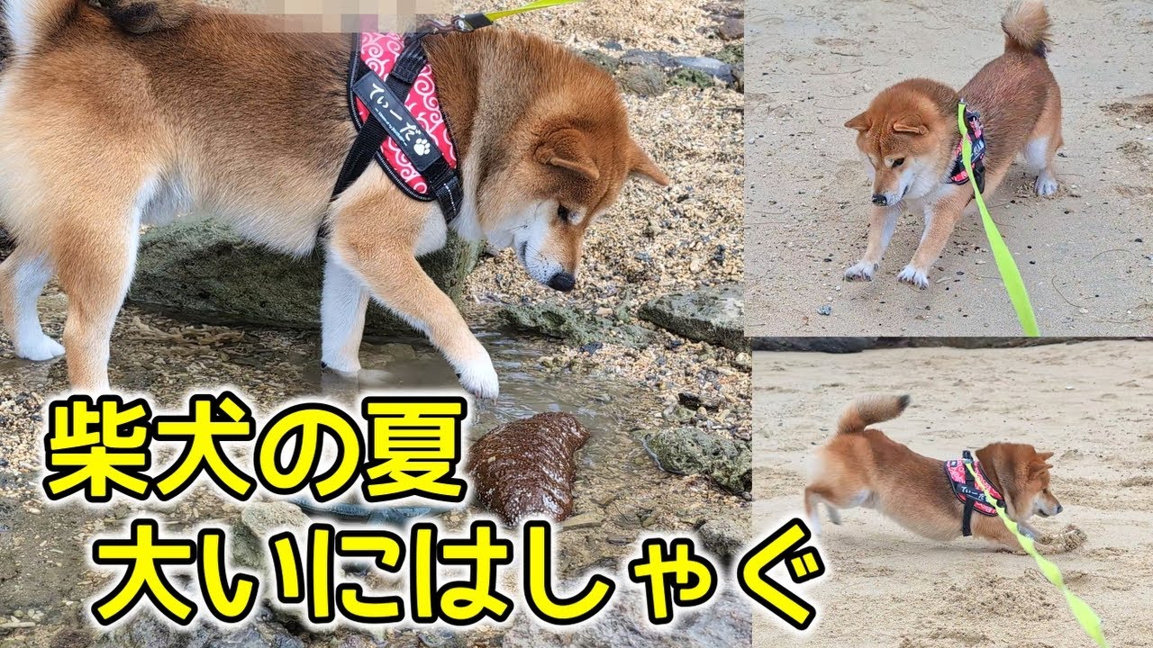 【夏休み】柴犬てぃーだ、初の沖縄で夏休みではしゃぎ回る　#柴犬 #柴犬てぃーだ #沖縄
