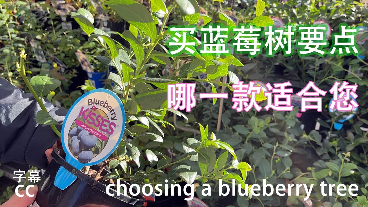 怎样在蓝莓种植时选蓝莓树苗品种 ，选择盆栽还是在阳台, 对种植土壤要求,  生长环境,  对温度,  储冷量冷时数的要求, 攻略全部都在这里了，blueberry plant，(上集).