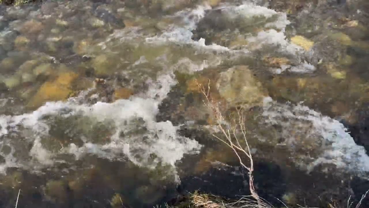 Hidden Arctic Forest Creek &bull; 2 Hours Gentle Stream Ambience