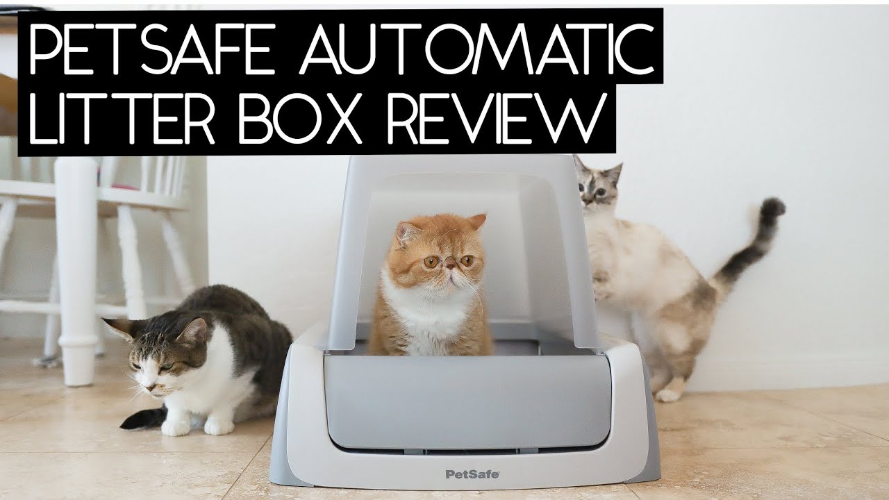PETSAFE Scoopfree Self Cleaning Litter Box Review | Sven and Robbie