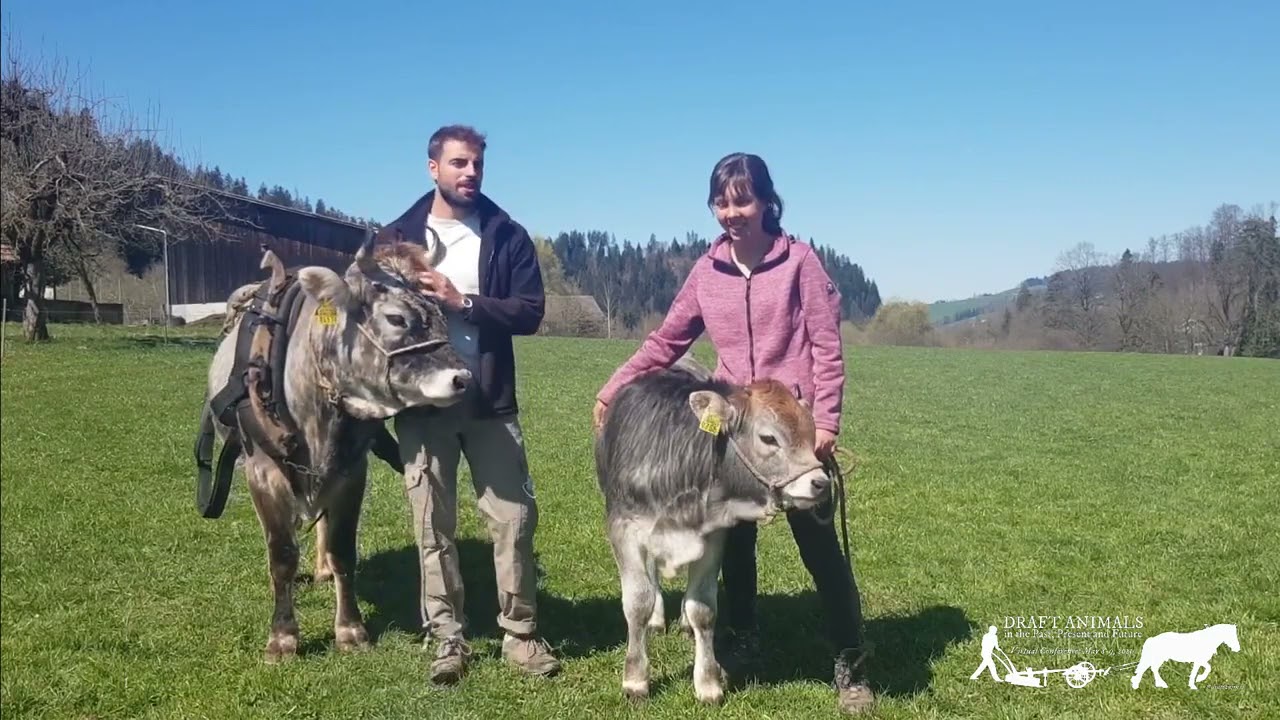 Virtual Archive of Draft Animals in the 21st century: Root & Branch (Switzerland)