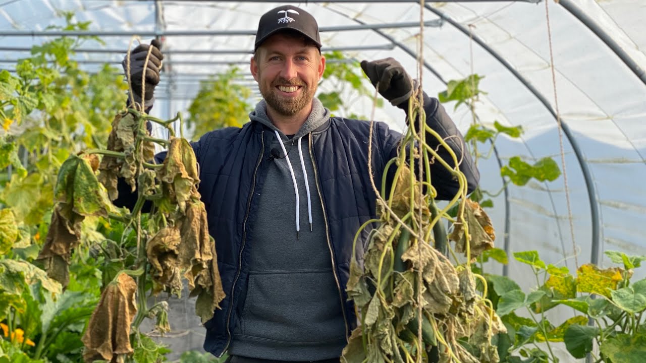 AGURKERNE ER DØDE OG TOMATERNE GÅR AMOK (klargøring af drivhuset til vinter)