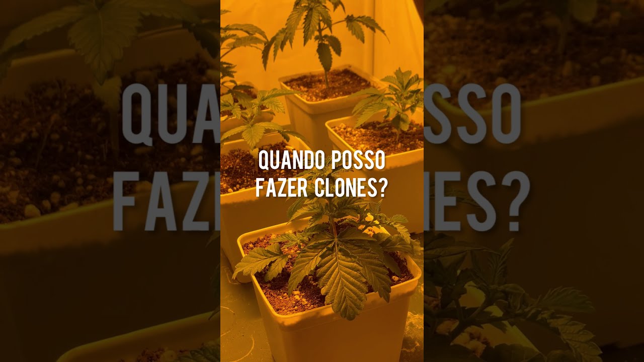 A partir de quando posso fazer clones? #shorts