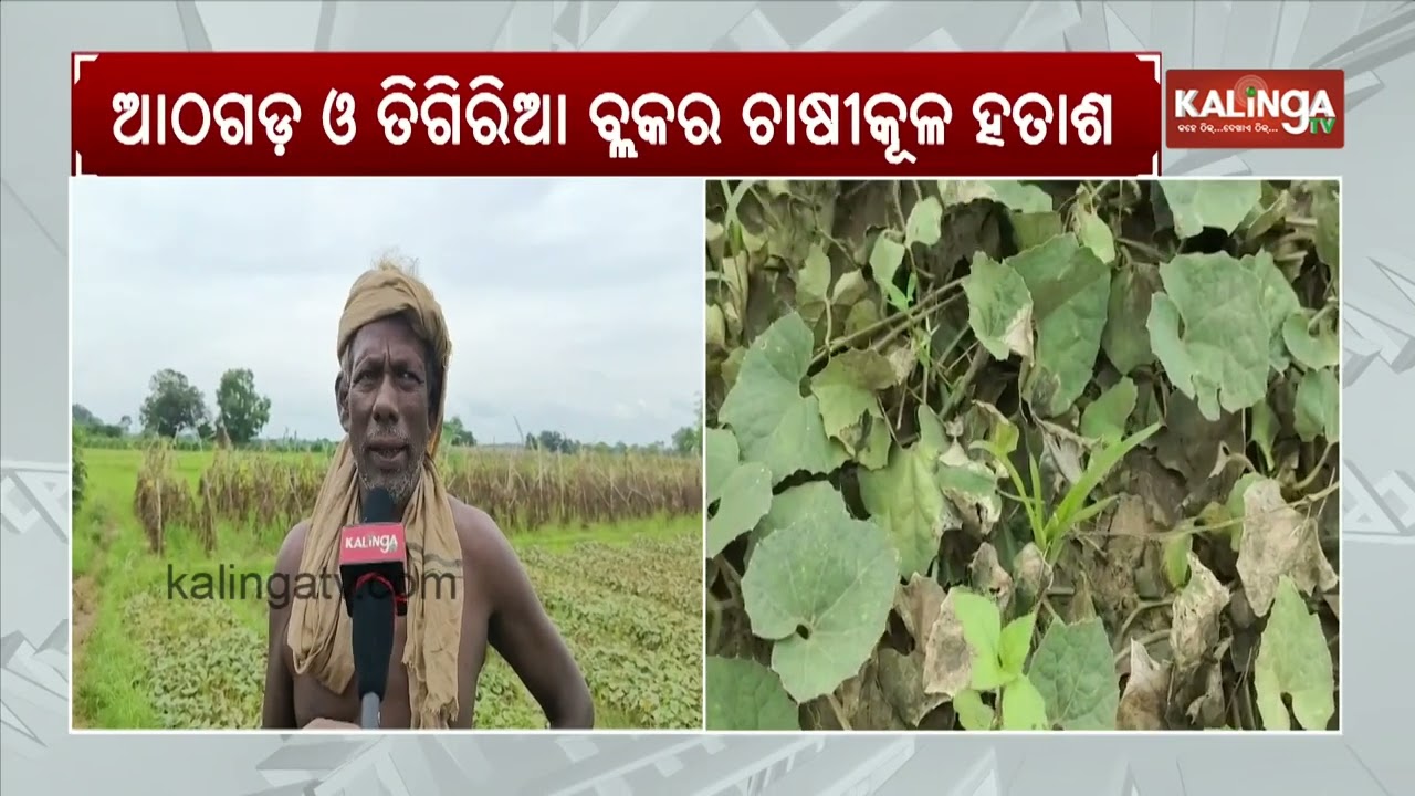 Farmers in Distress as Heavy Rains Ravage Crops | Kalinga TV