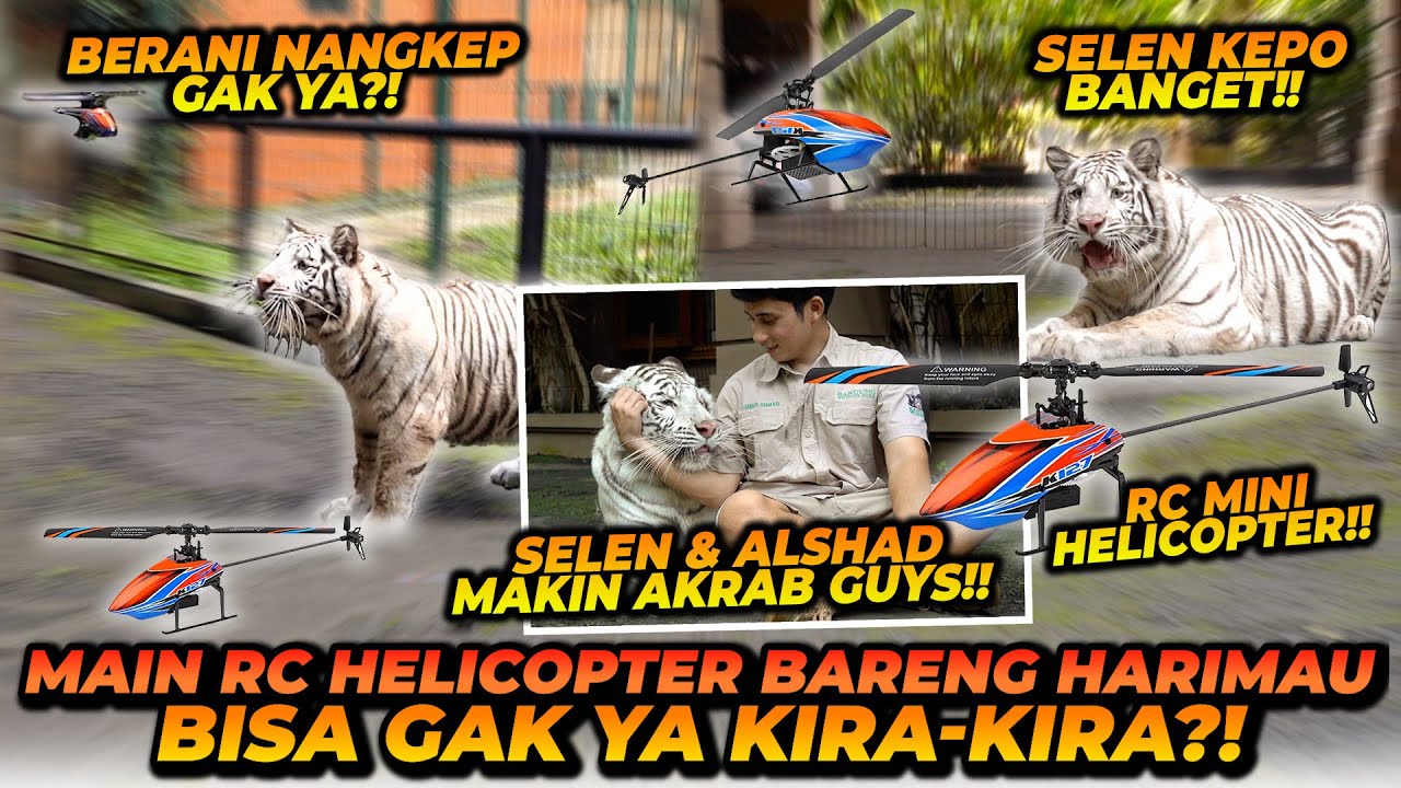 HARIMAU BISA MAEN RC HELIKOPTER ?! GEMES BANGET LIAT REAKSI SELEN LIAT HELIKOPTER SAMPE BENGONG !!