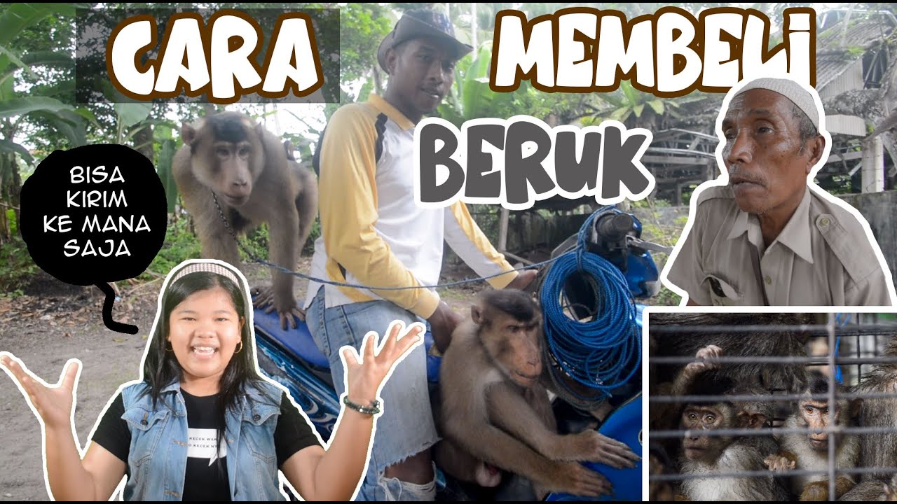 BEGINI CARANYA MEMBELI BERUK DI PADANG PARIAMAN, Bisa Kirim Ke Mana Saja  | Cerita Nasya EP 240