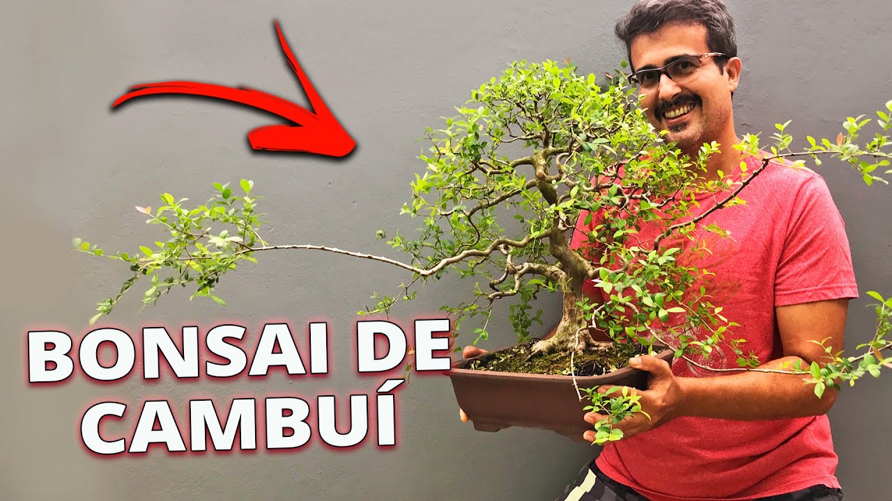 INTERVENÇÃO EM BONSAI DE CAMBUÍ!