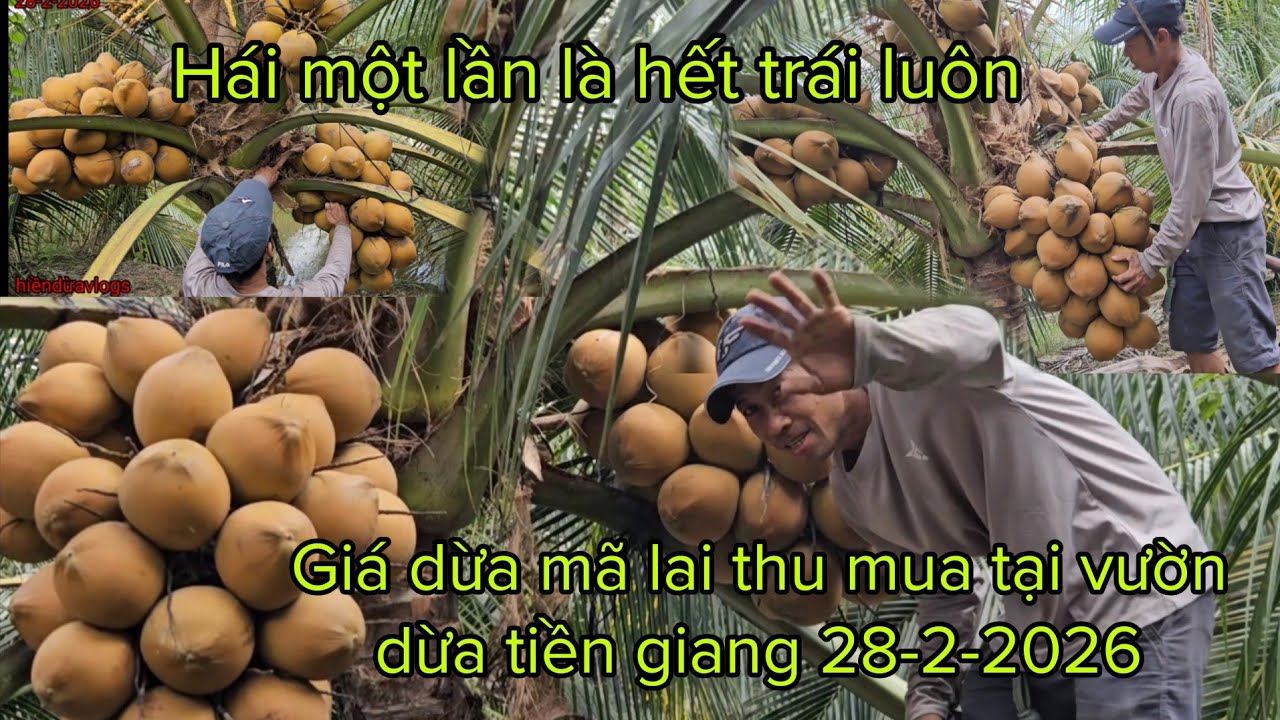 Giá dừa mã lai thu mua tại vườn dừa mỹ tho tiền giang 28-2-2026