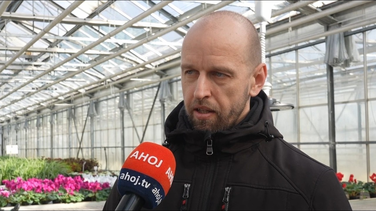 Košice sa pripravujú na jar: tisíce kvetov už rastú v skleníkoch