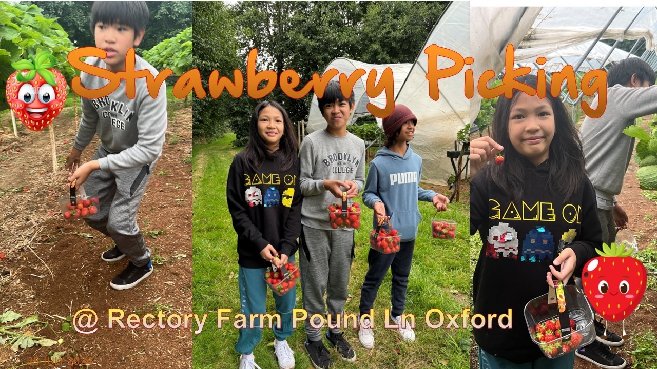 Strawberry Picking at Rectory Farm, Pound Lane Oxford