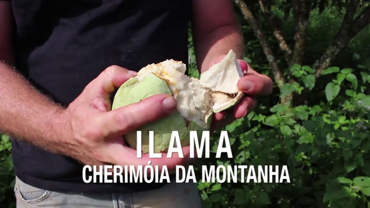 Ilama ou Cherimóia da Montanha - Annona Macroprophyllata