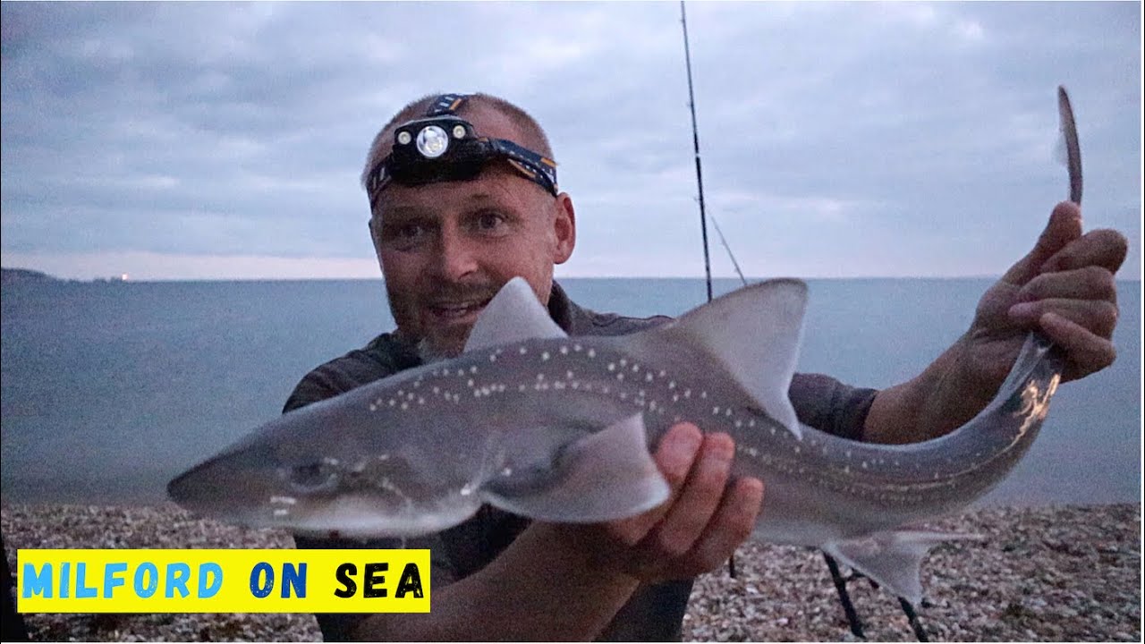 Beach Fishing - Milford on Sea - Hounds and Ray