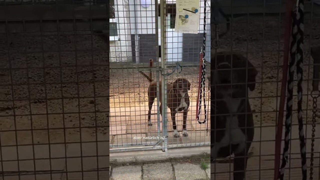 Tierheim VLOG ✨🐕🐩  die Hunde aus dem Tierheim suchen dringend ein Zuhause | officialjosi