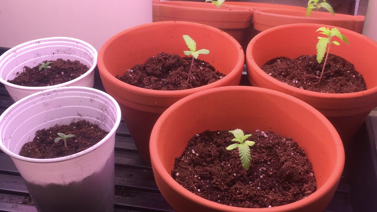 How to grow weed in Canada. How it all started- Sorry guys! 
