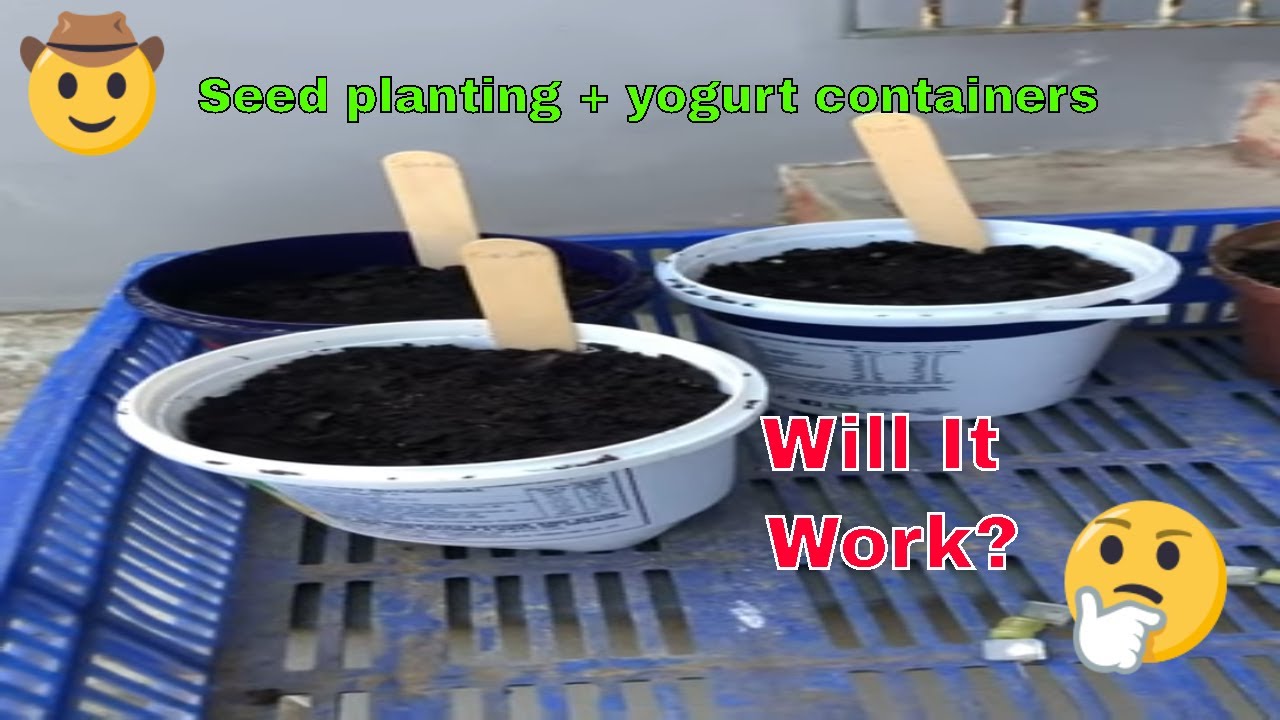 Seed planting in old yogurt containers 