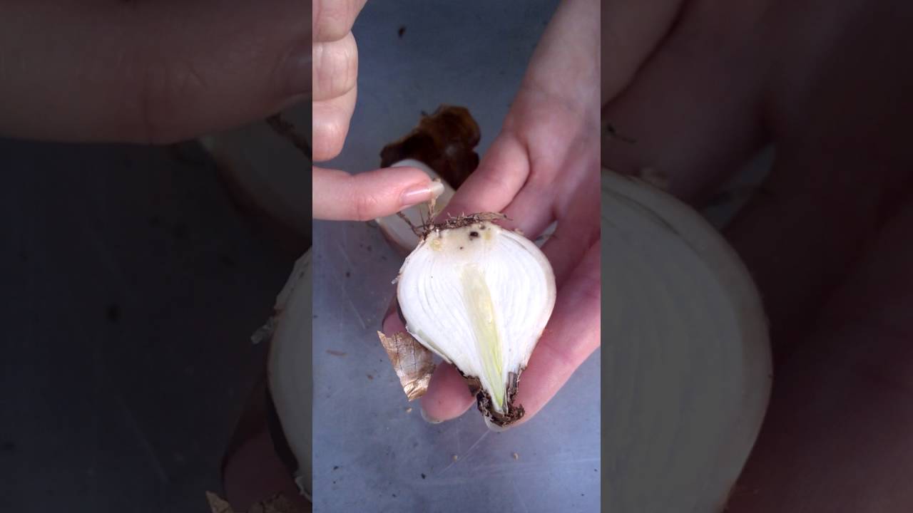 division by bulb slicing