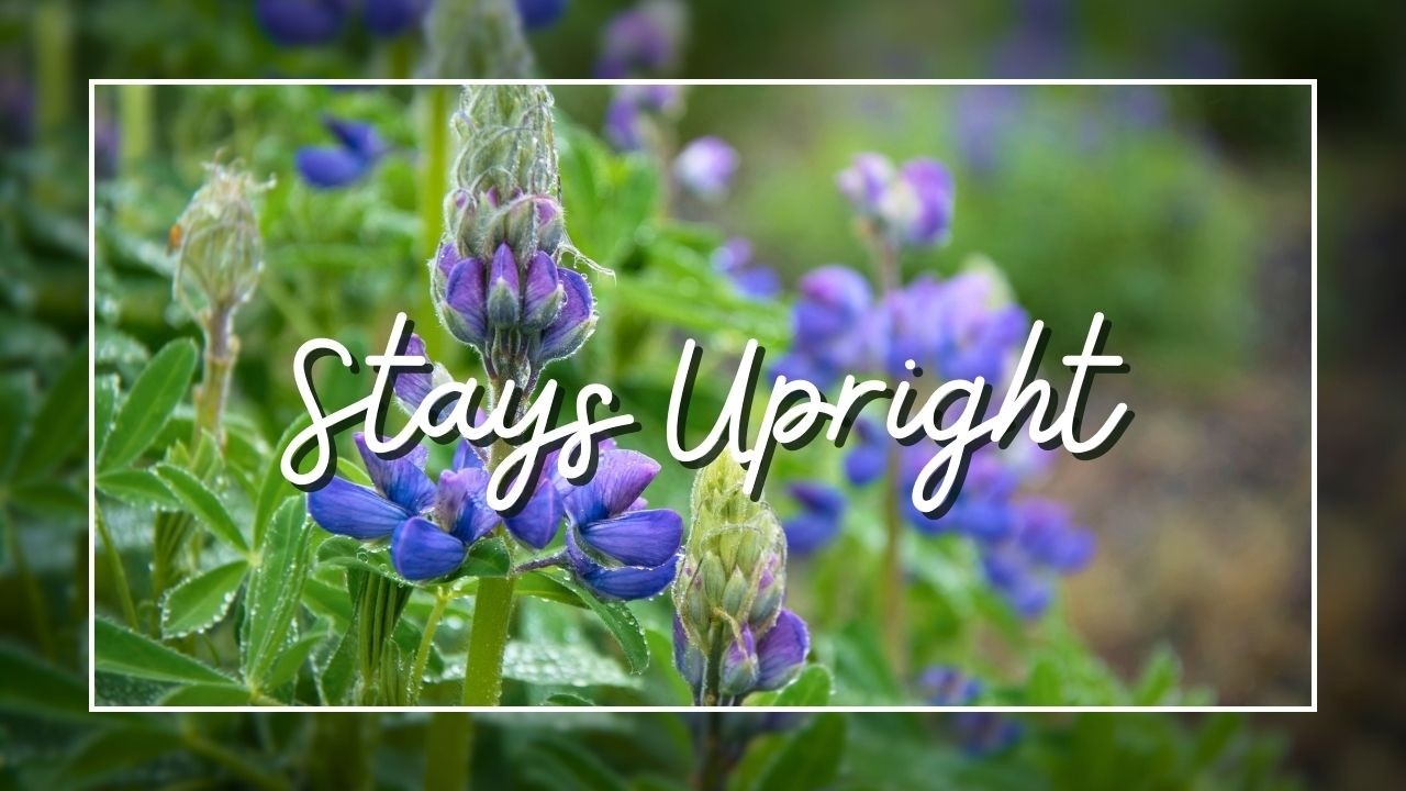 Plants That Don’t Flop After Rain | Strong-Stem Plants That Stay Upright
