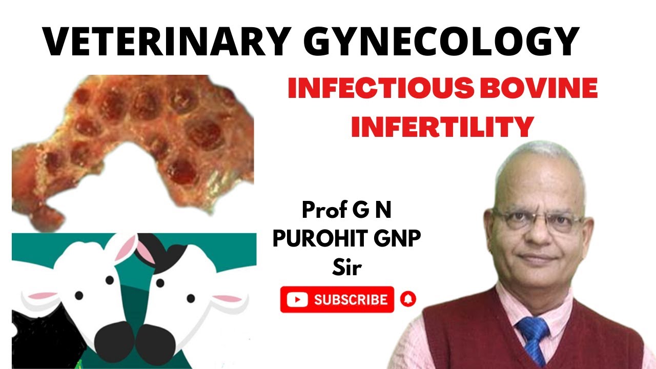 Uncovering the STUNNING Truth Behind Cattle Infertility