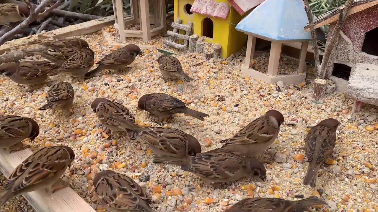 🔴 LIVE Sparrow Bird Feeder 24/7 🐦 Calm Backyard Birds | Relax & Sleep-20260210-3