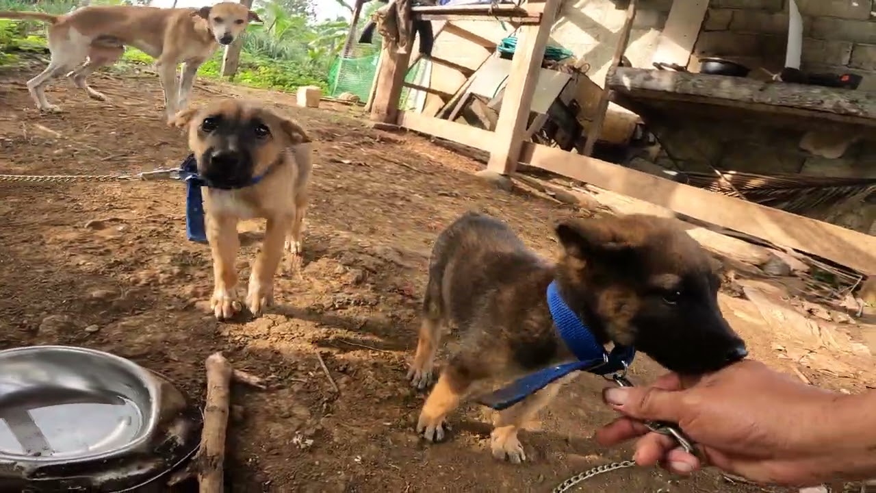 Part2 Pagdating sa Mini Farm na dating Madamo Ngayon Marami na ibat ibang Tanim at Alagang Hayop